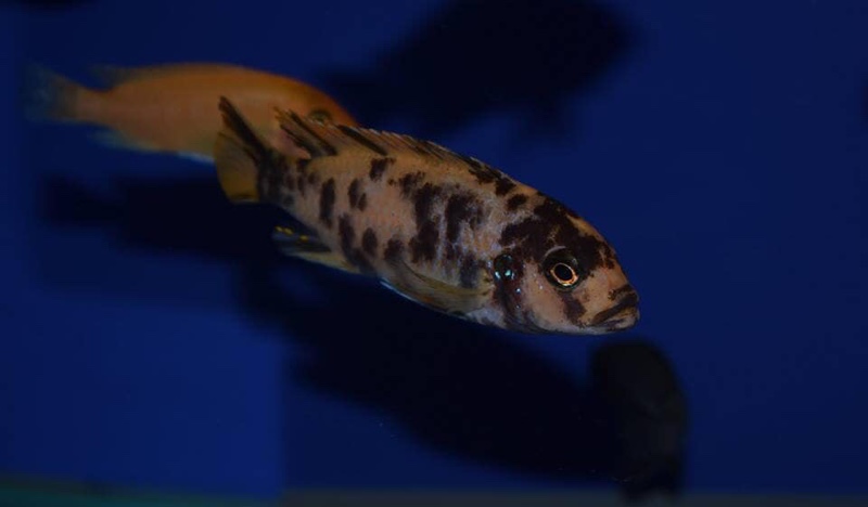 Maylandia mbenjii 'Mbenji Island'